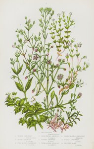 Plantas com flores da Grã-Bretanha: Beldroega-do-mar, Sandwort vernal, Sandwort alpina, Sandwort de folhas finas, Sandwort de topo plano, Sandwort com franjas, Sandwort de folhas de tomilho, Sandwort de três nervos, Sandwort roxa, Sandwort do mar (litograf de English School