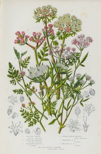Plantas com flores da Grã-Bretanha: Cenoura à beira-mar, salsa pequena, salsa grande, salsa de sebe vertical, salsa de sebe que se espalha, salsa de sebe com nós, salsinha espinhosa à beira-mar (litografia a cores) de English School