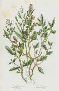 Plantas com flores da Grã-Bretanha: Orache arbustivo, Orache do mar com pedúnculos, Orache do mar fosco, Orache com frutos espalhados (litografia a cores) de English School