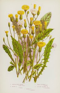 Plantas floridas da Grã-Bretanha: Barba-de-falcão lisa, barba-de-falcão áspera, barba-de-falcão com flor pequena, barba-de-falcão com folhas suculentas, barba-de-falcão do pântano (litografia a cores) de English School