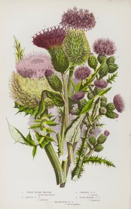 Plantas floridas da Grã-Bretanha: Cardo Pluma Lança, Cardo Pluma do Pântano, Cardo Pluma Rastejante, Cardo Pluma Cabeça de Lã, Cardo Pluma Melancólico (litografia a cores) de English School