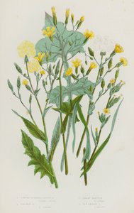Plantas com flores da Grã-Bretanha: Alface de cheiro forte, alface espinhosa, alface-anã, alface de folhas de hera (litografia a cores) de English School