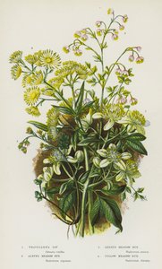 Plantas de floração da Grã-Bretanha: Alegria do viajante, Arruda dos Prados Alpinos, Arruda dos Prados Menores, Arruda dos Prados Amarelos (cor litho) de English School