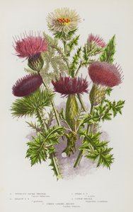 Plantas com flor da Grã-Bretanha: Cardo das Plumas Tuberosas, Cardo das Plumas dos Prados, Cardo das Plumas Anãs, Cardo do Algodão, Cardo das Carinas Comuns (litografia a cores) de English School