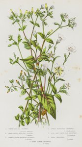Plantas com flor da Grã-Bretanha: Erva-dos-ratos-de-água, erva-dos-ratos-de-folha-larga, erva-dos-ratos-de-folha-estreita, erva-dos-ratos-de-folha-pequena, erva-dos-ratos-de-fenda-quarta, erva-dos-campos, erva-dos-alpes peluda (litografia a cores) de English School