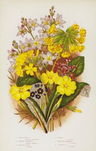 Plantas de floração da Grã-Bretanha: Violeta aquática, Prímula comum, Jacquins, Boi-cavalo, Prímula de olho de ave, Prímula escocesa (cor litho) de English School