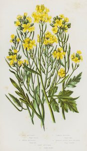 Plantas com flores da Grã-Bretanha: Mostarda Selvagem, Mostarda Branca, Mostarda Comum, Mostarda de Folhas Estreitas, Mostarda de Areia (litografia a cores) de English School