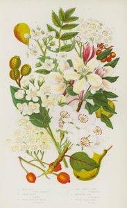 Plantas com flor da Grã-Bretanha: Pera Selvagem, Maçã de Caranguejo, Árvore de Serviço Selvagem, Árvore de Serviço Verdadeira, Freixo da Montanha, Árvore de Feixe Branco (litografia a cores) de English School