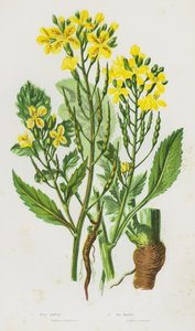 Plantas com flor da Grã-Bretanha: Rabanete Selvagem, Rabanete do Mar (litografia a cores) de English School