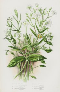 Plantas floridas da Grã-Bretanha: Erva-dos-pauis, Erva-dos-galhos, Erva-dos-pântanos, Erva-dos-pântanos-pequenos, Erva-dos-pântanos (litografia a cores) de English School