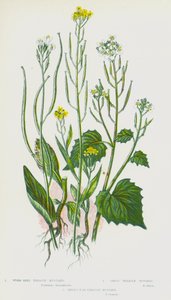 Plantas de floração da Grã-Bretanha: Mostarda de semente de minhoca, mostarda de alho, mostarda de treacle, mostarda de orelhas de lebre (cor litho) de English School