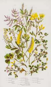 Plantas com flores da Grã-Bretanha: Feno-grego Amarelo, Lucerna, Feno-grego Preto, Feno-grego Malhado, Feno-grego Reticulado, Feno-grego Pé de Pássaro, Meliloto Amarelo, Meliloto Branco, Meliloto do Campo (litografia a cores) de English School