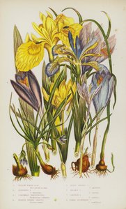 Plantas floridas da Grã-Bretanha: Íris de água amarela, Íris fedorento, Trichonema de Coluna, Crocus de Primavera púrpura, Crocus de Menos Mola, Crocus dourado, Crocus açafrão, Crocus de floração nua (cor litho) de English School