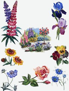 Flores de English School