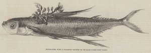 Flying-Fish, com Crescimento Parasitário nas Costas (gravação) de English School