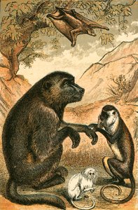 Lemur voador, babuíno, macaco de Diana e sagui de English School