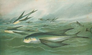 Peixe voador de English School