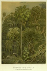 Vegetação Florestal em Sennaar