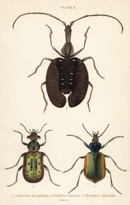 Caçador de lagartas da floresta, Calosoma sycophanta 1, besouro terrestre, Elaphrus riparius 2, e besouro do violino, Mormolyce phyllodes 3 de English School