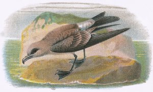 Petrel de cauda de garfo de English School