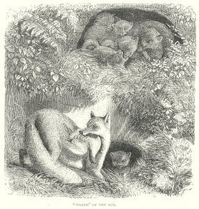 Raposa (gravura) de English School
