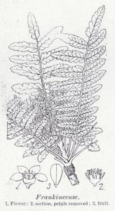 Incenso (litho) de English School
