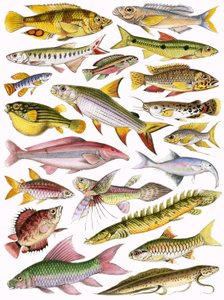 Peixes de água doce do Império - Africano de English School
