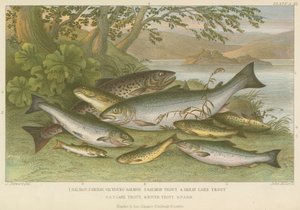 Peixe de água doce (gravura colorida) de English School