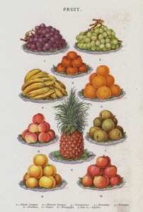 Fruto (cromolito) de English School