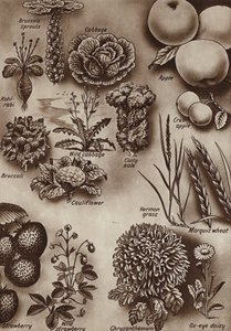 Frutas, legumes e flores e as variedades selvagens a partir das quais foram cultivadas (litho) de English School