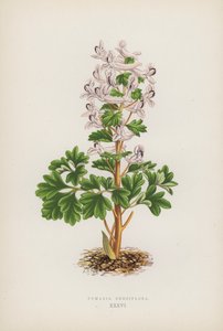 Fumaria Densiflora (colour litho) de English School
