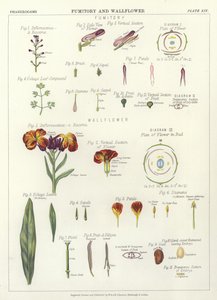 Fumitory e Wallflower de English School