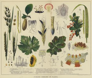 Doenças fúngicas das plantas (litografia a cores) de English School
