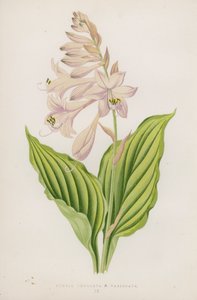 Funkia Undulata; B Variegata (litografia a cores) de English School