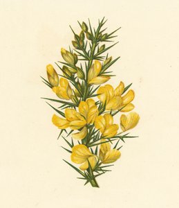 Furze, Ulex Europaeus (litografia a cores) de English School