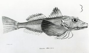 Gurnardo de Galápagos, prato 6 de &39;A zoologia da viagem de HMS Beagle, 1832-36&39; por Charles Darwin de English School