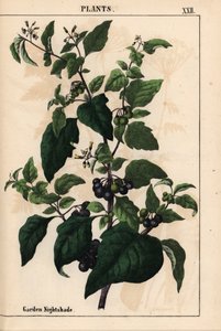 Jardim ou nightshade preto com bagas pretas Solanum nigrum   , de "The Instructive Picturebook, or Lessons from the Vegetable World," [Charlotte Mary Yonge], Edimburgo de English School