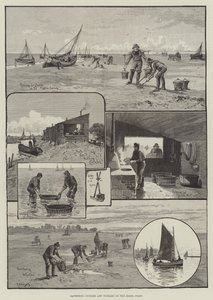 Recolhendo Cockles and Winkles on the Essex Coast (gravura) de English School