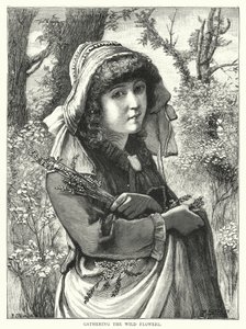 Apanhar as flores silvestres (gravura) de English School