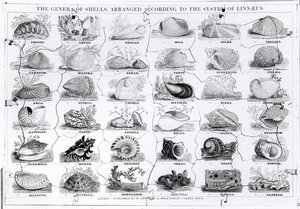 Gêneros de Jigsaw conchas, pub. de W. Edwards de English School