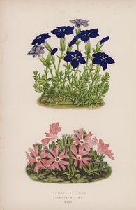 Gentiana Bavarica; Primula Minima (lito colorido) de English School