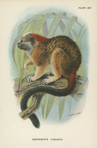 Tamarin Geoffroys de English School