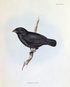 Geospiza Fortis, ilustração de A Zoologia da Viagem do HMS Beagle, 1832-36, por Charles Darwin (1809-92), 1840 de English School