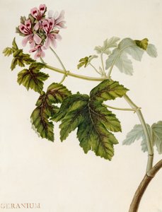 Gerânio (wc em velino) de English School