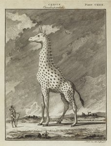 Girafa (Cervus camelopardalis) de English School