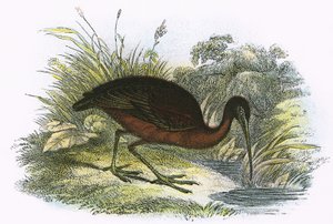 Íbis brilhantes