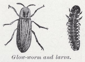 Minhoca luminosa e larva (litho) de English School