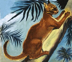 Gato dourado de English School