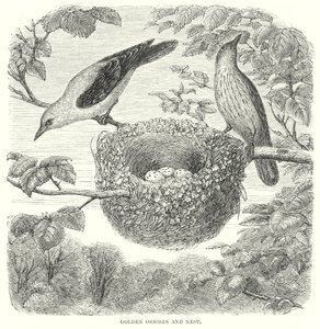 Orioles dourados (gravura) de English School