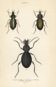 Escaravelho terrestre dourado, Carabus auratus 1, besouro terrestre, Carabus clathratus 2, e besouro terrestre preto grande, Tefflus megerlei de English School